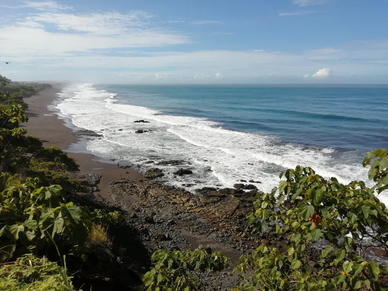 The coast from above, long lines of surf along a dark curved beach and leaves in the foreground.